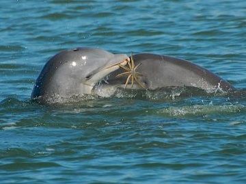 Dolphin Watching