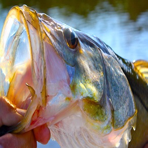 Fishing in Marco Island Florida